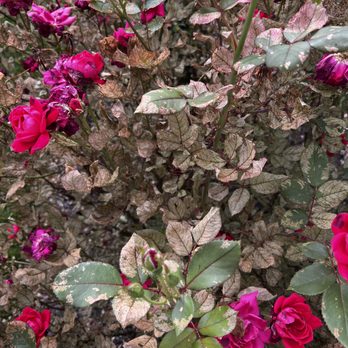 Virginia Green - Tree Services Near Me - Richmond, Virginia Virginia Green - Tree Services Near Me - Richmond, Virginia
