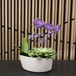 Atlanta Office Plants - Succulent/orchid combo!!