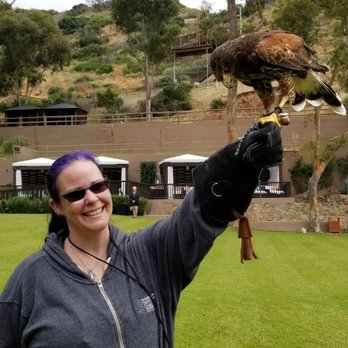 Catalina Falconry Experience - My wife hold a halk. - Active Life Near Me - Avalon, California Catalina Falconry Experience - My wife hold a halk. - Active Life Near Me - Avalon, California