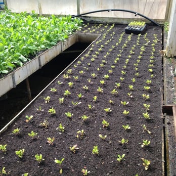 Urth Farms - Chinese Mustard, just planted 4/3/13 - Farmers Market Near Me - New Britain, Connecticut Urth Farms - Chinese Mustard, just planted 4/3/13 - Farmers Market Near Me - New Britain, Connecticut