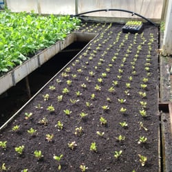 Urth Farms - Chinese Mustard, just planted 4/3/13