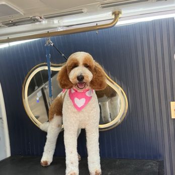 Pawsh Royal Mobile Grooming - Pet Groomers Near Me