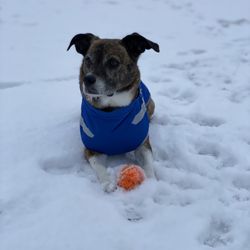 Penn Valley Off-Leash Dog Park