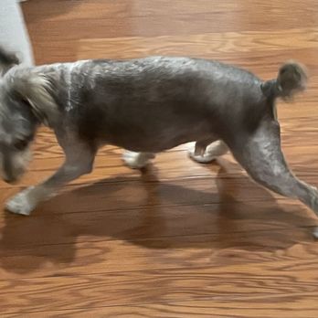 PetSmart Dog Training - Look at the tail. Not a schnauzer cut!!! - Pet Training Near Me - Mount Hope, West Virginia PetSmart Dog Training - Look at the tail. Not a schnauzer cut!!! - Pet Training Near Me - Mount Hope, West Virginia