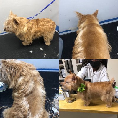 D is for Doggy - Daycare & Grooming by null