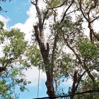 In Sawdust We Trust Tree Service - Tree Services Near Me In Sawdust We Trust Tree Service - Tree Services Near Me