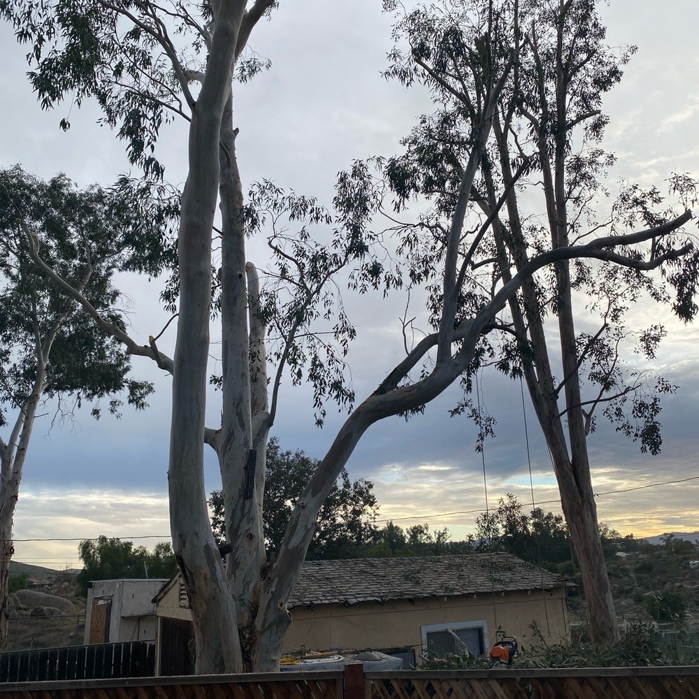 Steve's Tree Service - Eucalyptus trim - Tree Services Near Me