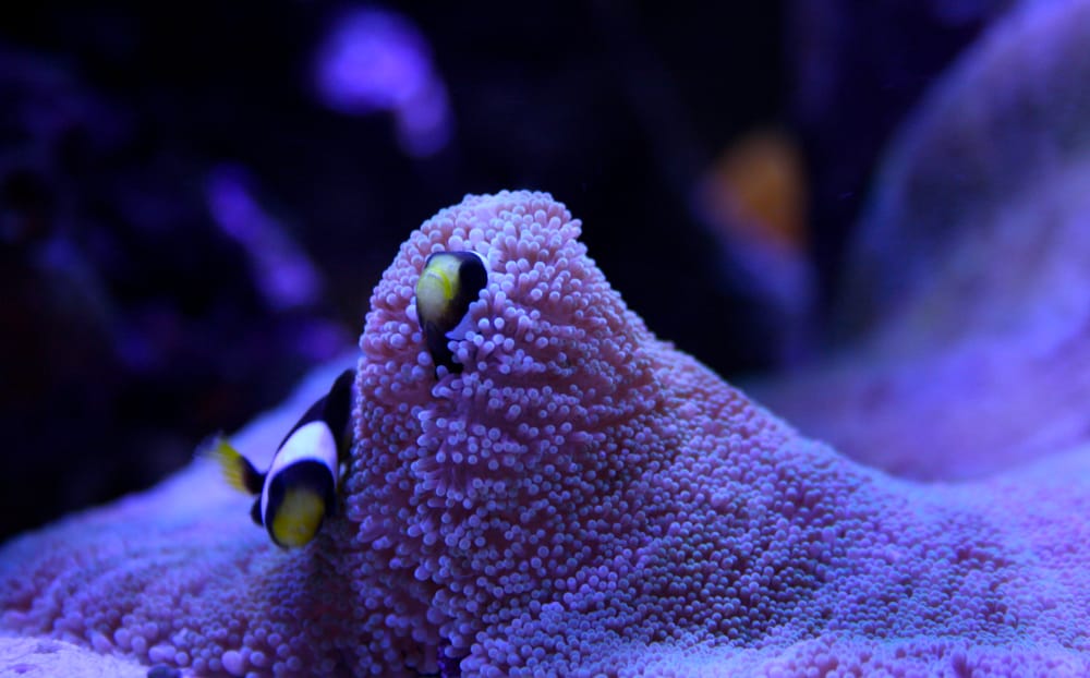 Upgrade Your Reef Logo