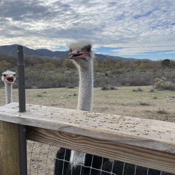 Ostrichland USA - Attraction Farms Near Me - Solvang, California