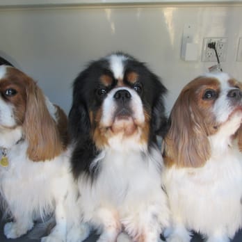 canine design mobile grooming