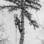 Photo of Lefler's Tree Service