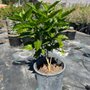 CC&R Nursery