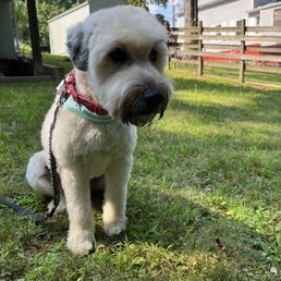 Just groomed Wheaton terrier Just groomed Wheaton terrier