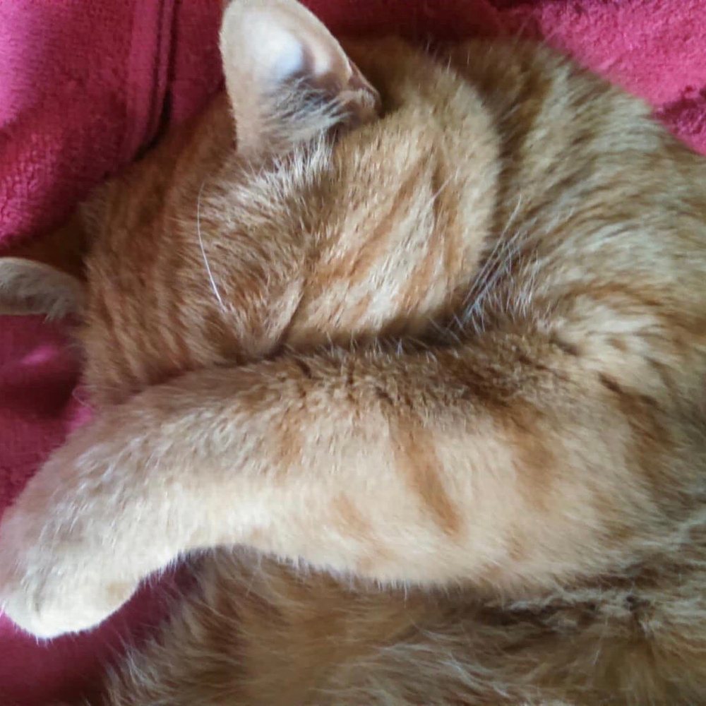 Puddie Tat taking a nap Puddie Tat taking a nap