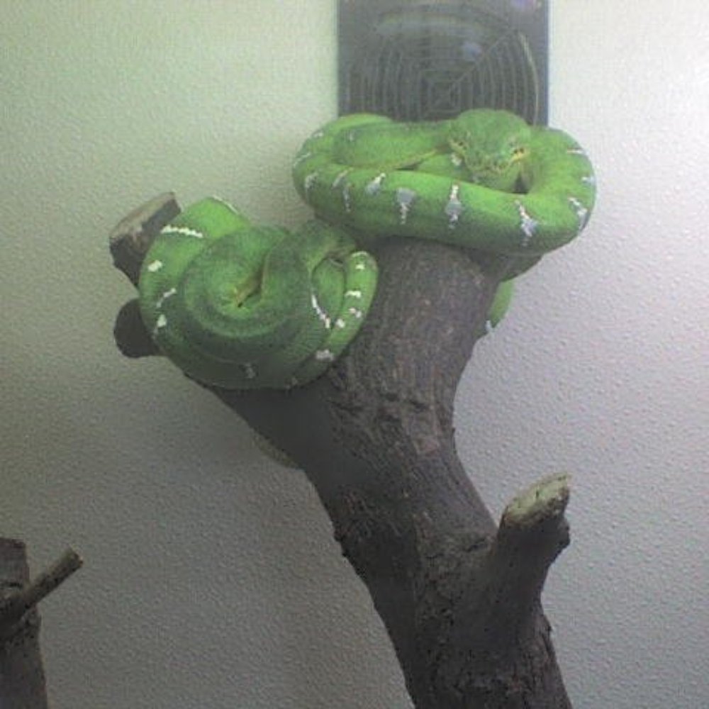 Arizona Reptile Center - A couple Emerald Tree Boas - Pet Stores Near Me - Mesa, Arizona Arizona Reptile Center - A couple Emerald Tree Boas - Pet Stores Near Me - Mesa, Arizona