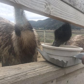 Ostrichland USA - Feeding time! - Attraction Farms Near Me - Solvang, California