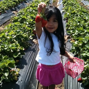 Saevang Strawberry Farm - a young girl holding a strawberry - Farmers Market Near Me - Lockeford, California Saevang Strawberry Farm - a young girl holding a strawberry - Farmers Market Near Me - Lockeford, California