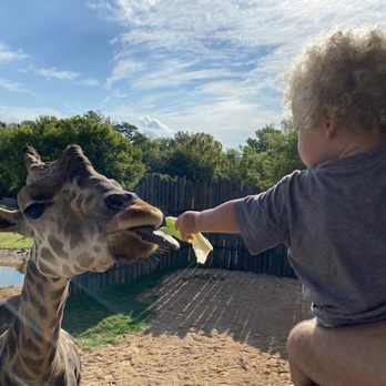 Caldwell Zoo - Feeding the male giraffe - Zoos Near Me - Tyler, Texas Caldwell Zoo - Feeding the male giraffe - Zoos Near Me - Tyler, Texas