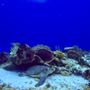 Photo of Cozumel Divers