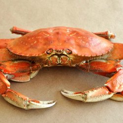 JR Seafood - Fresh Dungeness Crab / Live or Cooked sell by preorder - Call Now