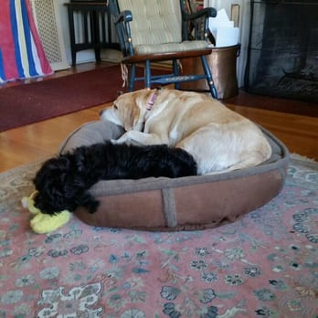 Dawg On It - Dog Walkers Near Me - Fairfield, Connecticut