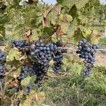 Between the Lines Winery - a bunch of grapes on the vine - Wineries Near Me - Niagara-on-the-Lake, Ontario Between the Lines Winery - a bunch of grapes on the vine - Wineries Near Me - Niagara-on-the-Lake, Ontario