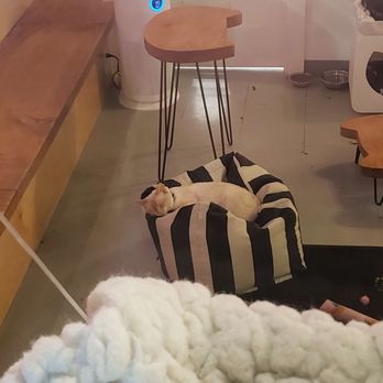 NEKO: A Cat Cafe - Photographed through the window: a lightly toasted marshmallow cat rests upon a beanbag chair in the cat room. - Themed Cafes Near Me - Seattle, Washington