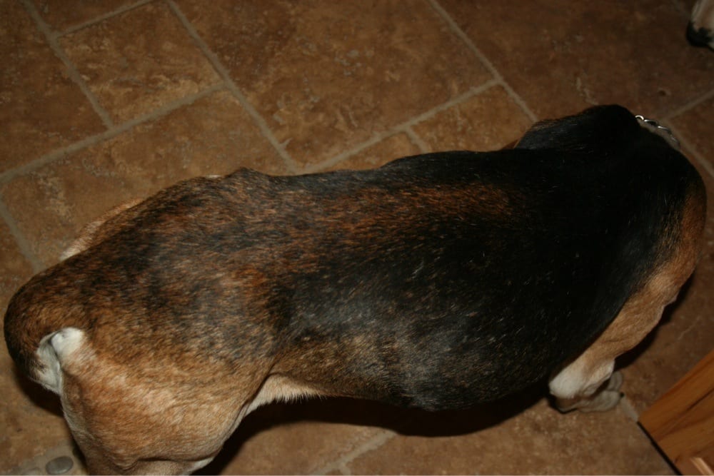 Red Rock Hounds - equestrian in Reno, NV