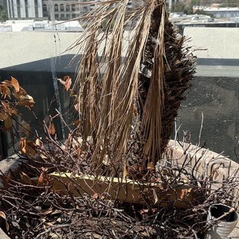 Kaleidoscope - Dead plants - Shopping Centers Near Me - Mission Viejo, California