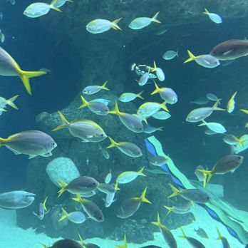 The Florida Aquarium - Aquariums Near Me - Tampa, Florida