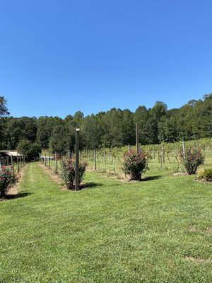 Running Hare Vineyard by null