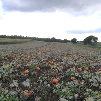 Jerry's Pumpkin Patch - another cool photo of the pumpkin patch - Fruits & Veggies Near Me - Pilsach, BY Jerry's Pumpkin Patch - another cool photo of the pumpkin patch - Fruits & Veggies Near Me - Pilsach, BY