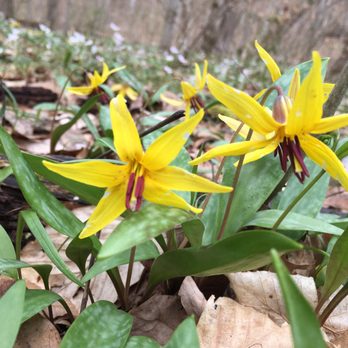 Rotary Park - Hiking Near Me - Clarksville, Tennessee