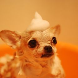 Blues Natural Pet Market And Dog Wash - Walk in dog wash/nail trims are back on 5/28/21