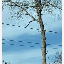 Miley's Tree - Doing a crown reduction