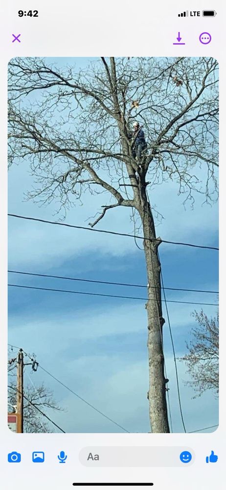 Miley's Tree - tree service in Charleston, WV