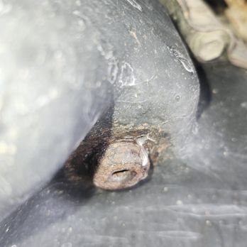 Atomic Transmissions - Level plug, bone dry where Jair they said they drained and filled from. It is not a low point. - Auto Repair Near Me - Villa Park, Illinois