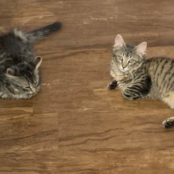 SMALL MIRACLES CAT & DOG RESCUE - Updated April 2025 - 15 Photos & 80