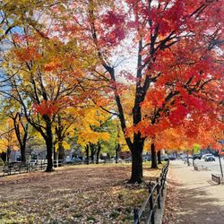 Fort Greene - Those colors are fire!