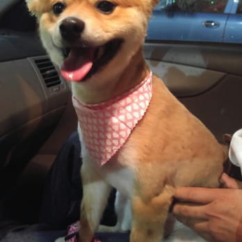 Petco - After she got her haircut! Sooo cute! - Pet Training Near Me - Lemon Grove, California Petco - After she got her haircut! Sooo cute! - Pet Training Near Me - Lemon Grove, California