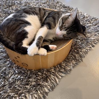 Sip & Purr Cat Cafe - Pet Adoption Near Me - Milwaukee, Wisconsin