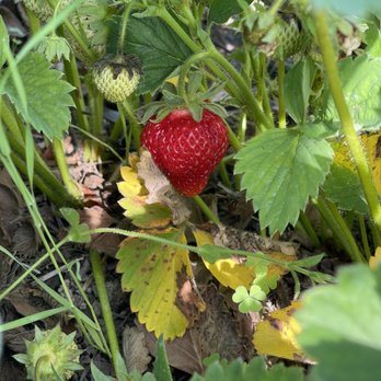 Stonehaven Farms - a strawberry growing in the garden - Farmers Market Near Me - Campbellville, Ontario