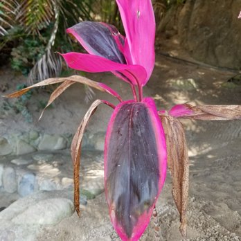 Playa Pizota - Pink. - Beaches Near Me