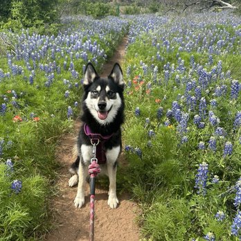 Inks Lake State Park - Blue bonnets - Parks Near Me - Burnet, Texas