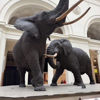 Field Museum - Taxidermied elephants - Museums Near Me - Chicago, Illinois