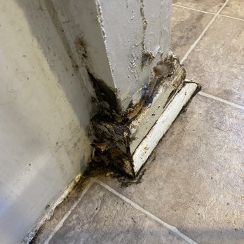 JR Homes - Pictures of the black mold and mushrooms growing out of the wall after we moved out and came back for final cleaning. - General Contractors Near Me - Chico, California JR Homes - Pictures of the black mold and mushrooms growing out of the wall after we moved out and came back for final cleaning. - General Contractors Near Me - Chico, California