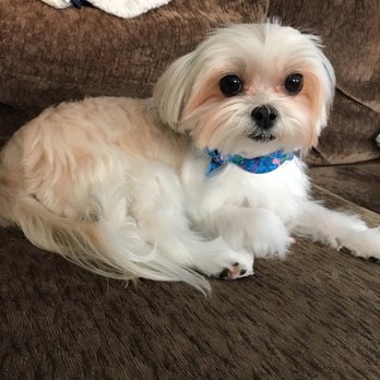 Pawadise Home Facebook