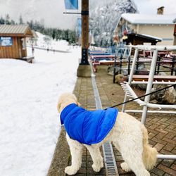Summit Nordic Center - Snow dog, Baci! Woof!