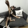 Photo of USA Pet Resorts