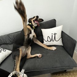 USA Pet Resorts - Goofin in a villa